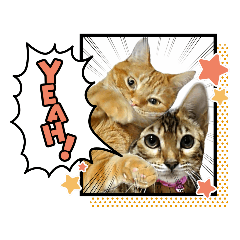 [LINEスタンプ] ねことも＆うちの虎にゃんこ