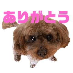 [LINEスタンプ] くーますたんぷ♡