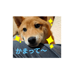 [LINEスタンプ] 柴犬(∪・ω・)福のスタンプ