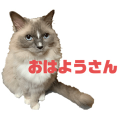 [LINEスタンプ] 日常会話を使いこなす猫