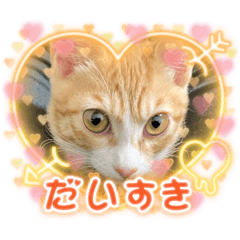 [LINEスタンプ] 好きだにゃん♡