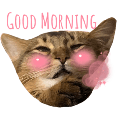 [LINEスタンプ] Ruaすたんぷ