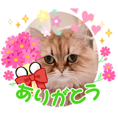 [LINEスタンプ] モッピーぶぅちゃんくぅちゃん