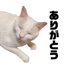 [LINEスタンプ] ソルだらけの画像（メイン）