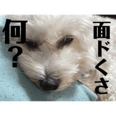 [LINEスタンプ] めんどくさがり屋ララちゃん