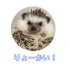 [LINEスタンプ] ハリネズミのいつお
