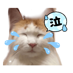 [LINEスタンプ] ねっこ様の尊い言葉（日常会話）