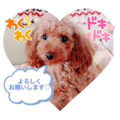 [LINEスタンプ] 奇跡のセラピードッグ 夢歩ちゃん