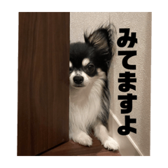 [LINEスタンプ] おうちのわんこ達