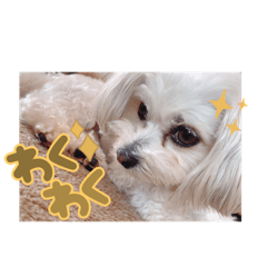 [LINEスタンプ] ころにきの日常 2