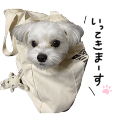 [LINEスタンプ] まるちわのルナ2
