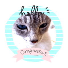 [LINEスタンプ] ILovecats'