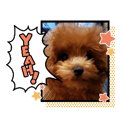 [LINEスタンプ] プードル犬マロン