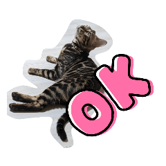 [LINEスタンプ] ベンガルのアリー新