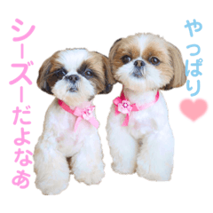 [LINEスタンプ] シーズーもぐとにこのスタンプ（冬編）