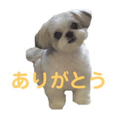 [LINEスタンプ] あんちゃん❣️スタンプ