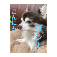 [LINEスタンプ] チワワマロン