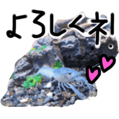 [LINEスタンプ] もしもアメリカザリガニがしゃべったら…