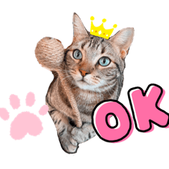 [LINEスタンプ] にゃんこc-f-s