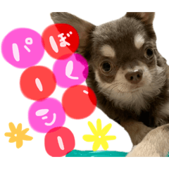 [LINEスタンプ] ぼくパーシー3