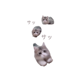 [LINEスタンプ] ミヌエットの王子