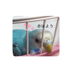 [LINEスタンプ] セキセイインコのキョロちゃん