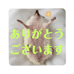 [LINEスタンプ] わがやのハリネズミ②