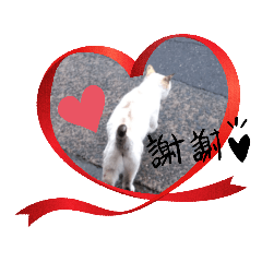 [LINEスタンプ] にゃんこ特集