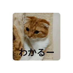 [LINEスタンプ] うちの家のねこスタンプ