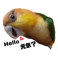 [LINEスタンプ] シロハラインコの日常使えるスタンプ