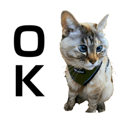 [LINEスタンプ] Goma the Cat