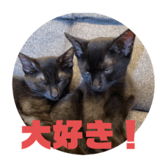 [LINEスタンプ] 黒猫コンビ