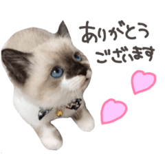 [LINEスタンプ] あざと王子おもち