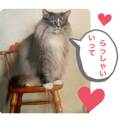 [LINEスタンプ] 猫スタンプチャライト3