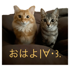 [LINEスタンプ] てりたまとねぎたまとむーた（猫）