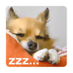 [LINEスタンプ] まゆげチワワ