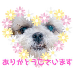 [LINEスタンプ] シーズーろこ