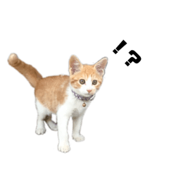 [LINEスタンプ] ネコで返事2