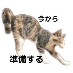 [LINEスタンプ] Mokittyファミリー：elle：
