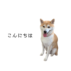 [LINEスタンプ] 柴犬りょうた③
