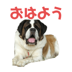 [LINEスタンプ] ベンくん★スタンプ