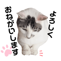 [LINEスタンプ] おとまるといっしょ2
