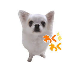[LINEスタンプ] 白チワワ ベルの日常2.1