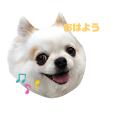 [LINEスタンプ] 白チワワ ベルの日常3.1