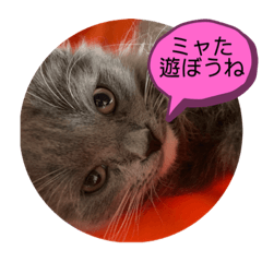 [LINEスタンプ] 子猫のルルちゃん 2