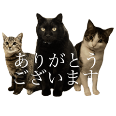 [LINEスタンプ] うちの猫のかわいさを知らしめたい
