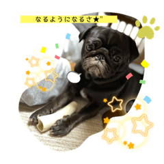 [LINEスタンプ] raccoっちゃっ♪