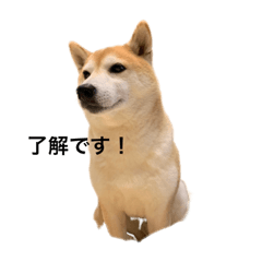 [LINEスタンプ] 柴犬りょうた