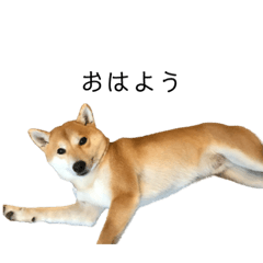 [LINEスタンプ] 柴犬りょうた②