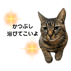 [LINEスタンプ] 猫。ゆきちイズム